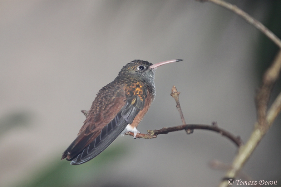 Amazilia Hummingbird (Amazilia amazilia)