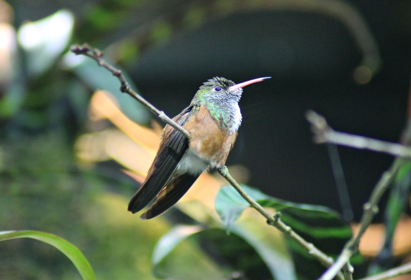(?) Amazilia hummingbird (Amazilia amazilia)