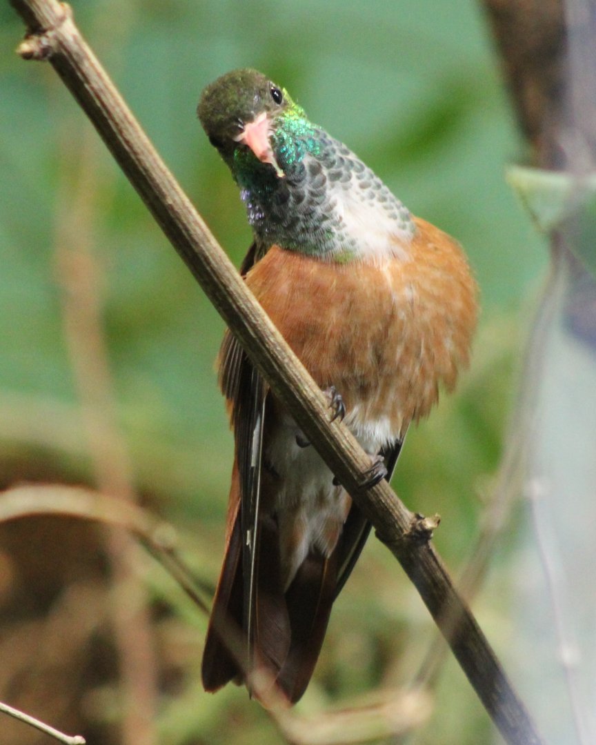 Amazilia hummingbird - Amazilia amazilia
