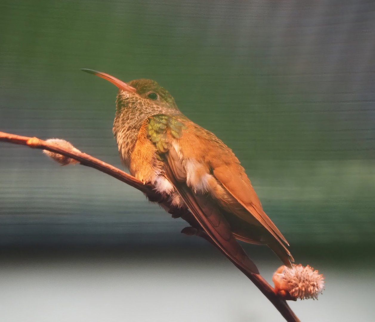Amazilia hummingbird (Amazilis amazilia), 2024-05-22