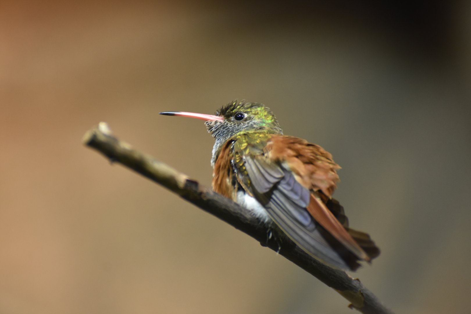 Amazilia Hummingbird Amazilis amazilia