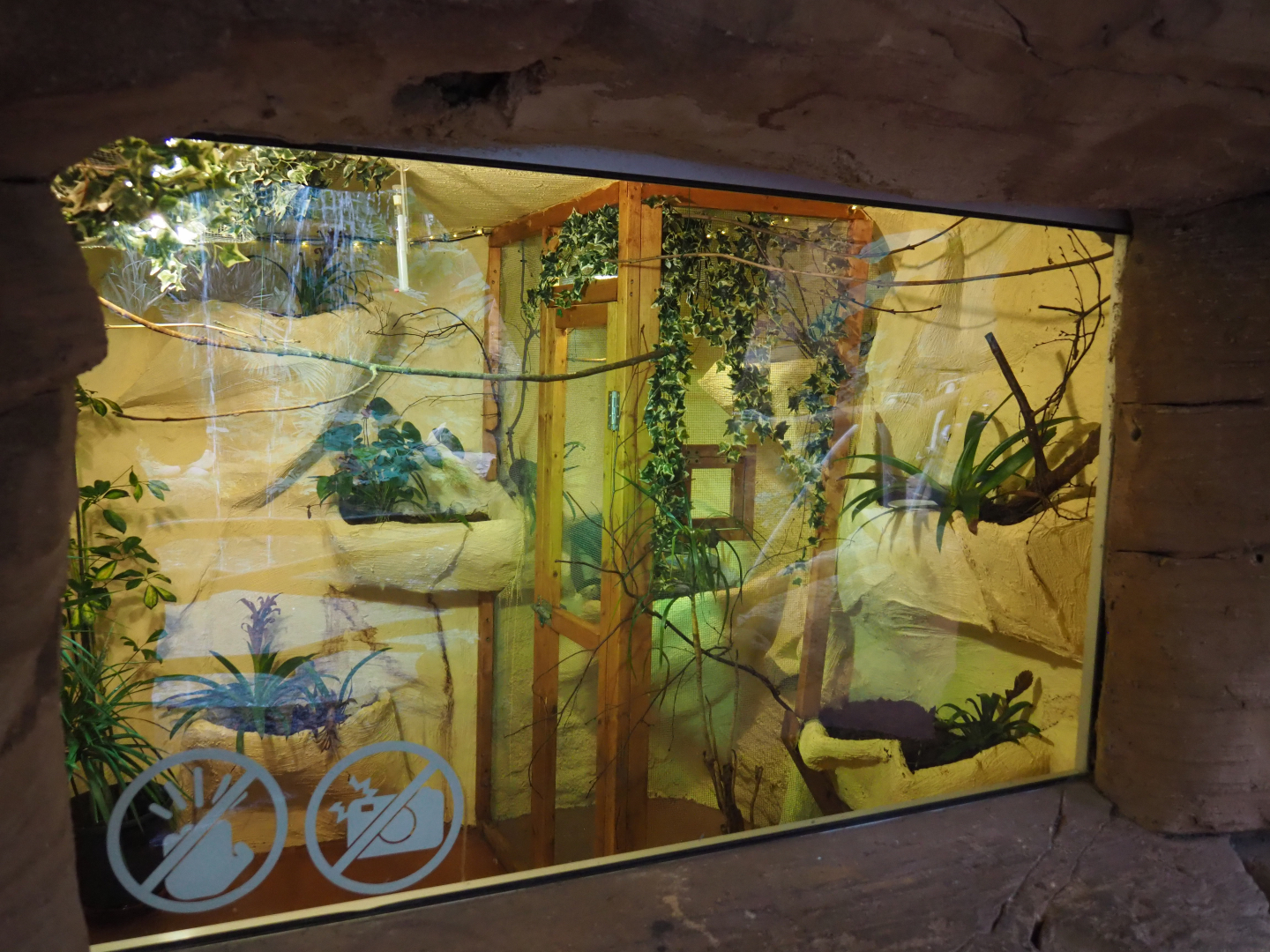 Amazilia hummingbird aviaries, 2019-10-05