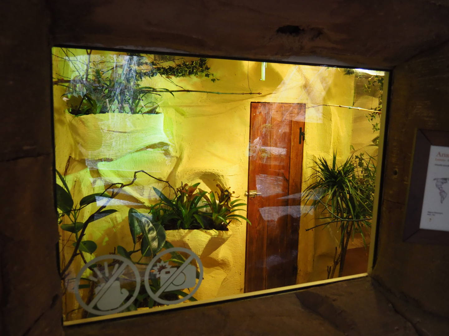 Amazilia hummingbird aviaries, 2019-10-05