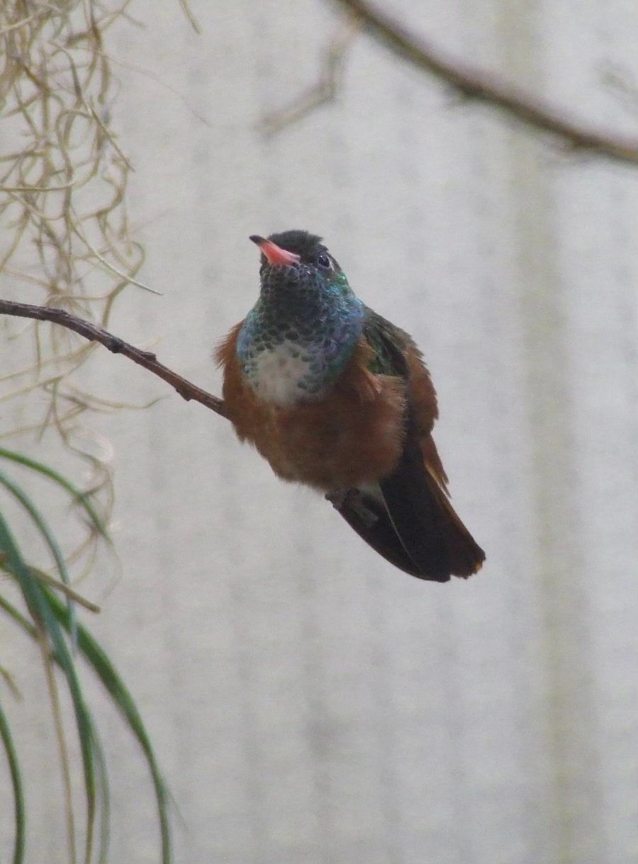 Amazilia Hummingbird, Blackburn Pavilion