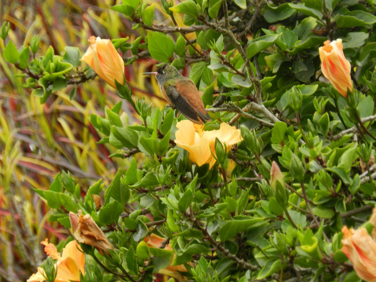 Amazilia Hummingbird - Lima