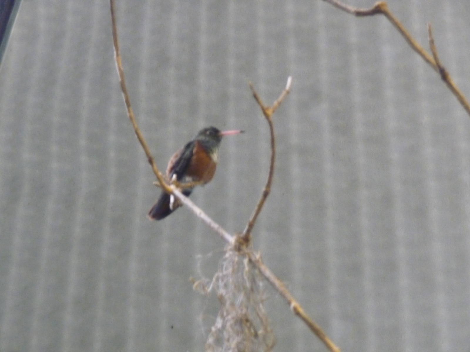 Amazilia Hummingbird London Zoo