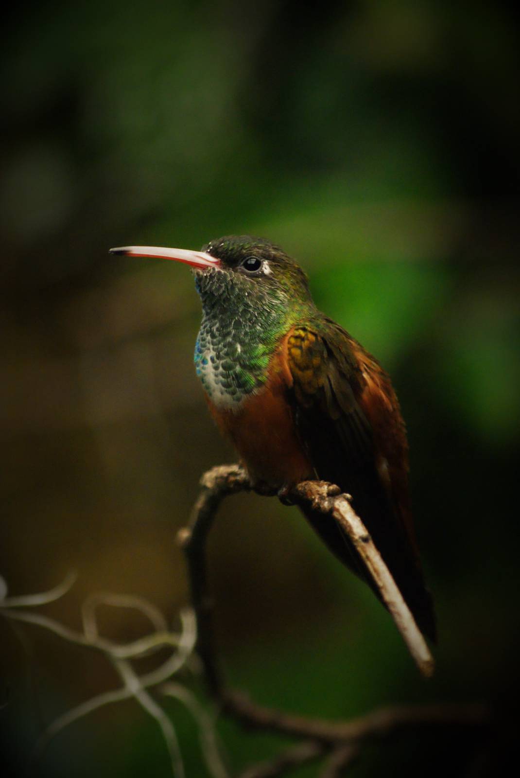 Amazilia hummingbird