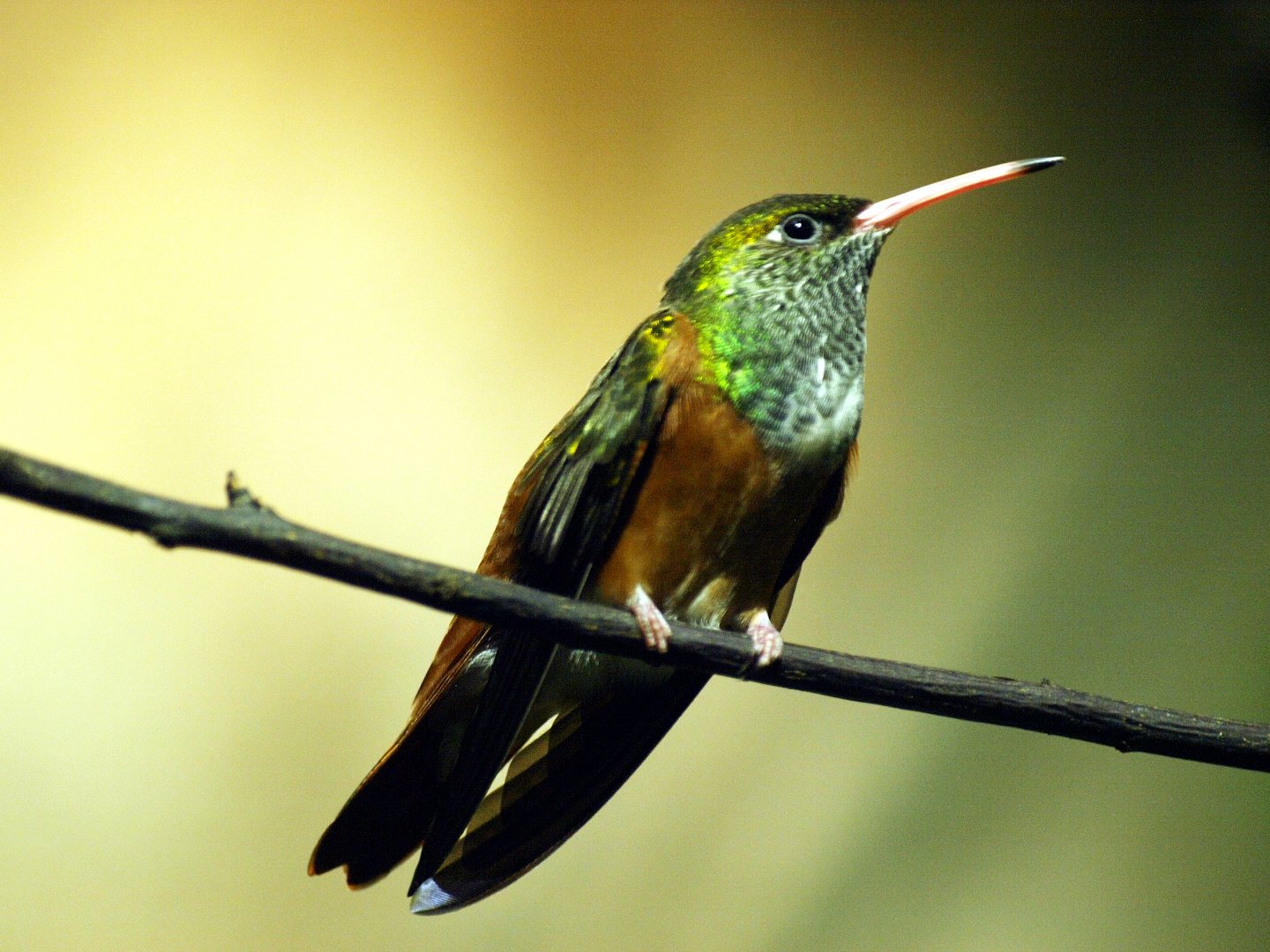 Amazilia hummingbird