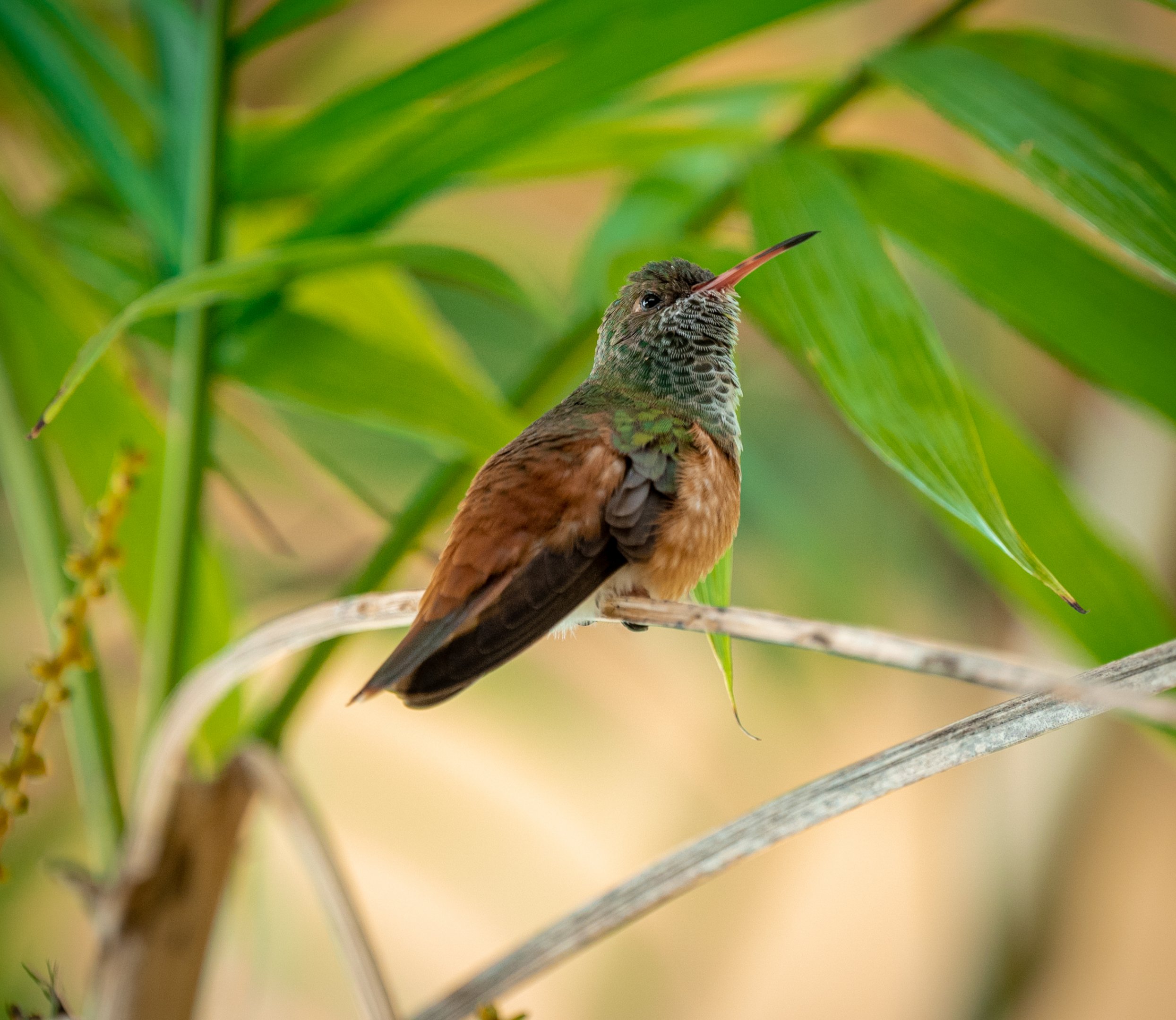 Amazilia Hummingbird