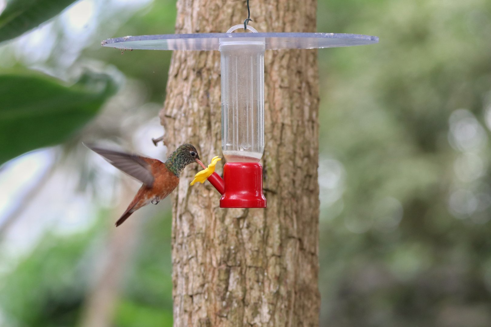 Amazilia hummingbird