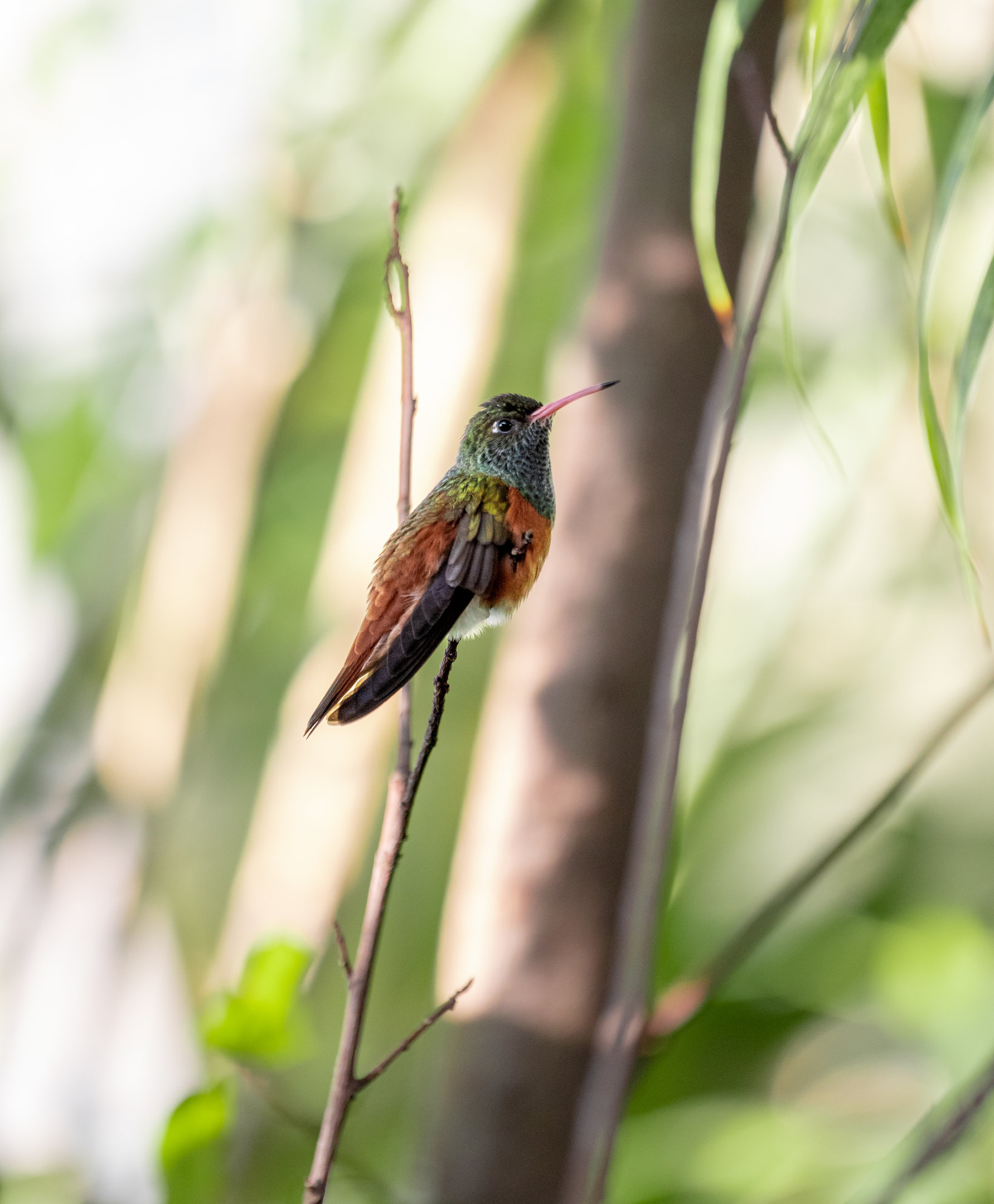 Amazilia Hummingbird