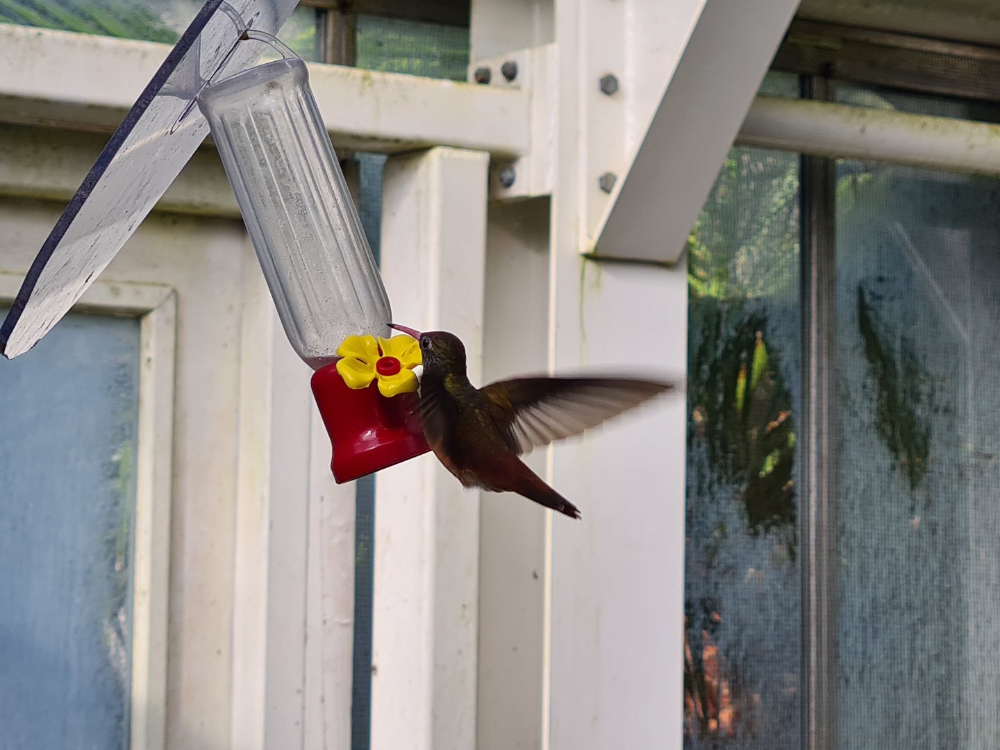 Amazilia hummingbird
