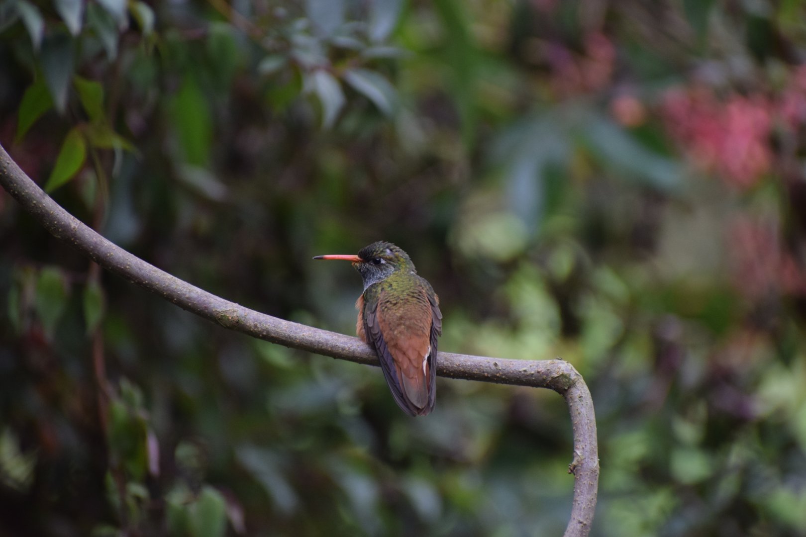 Amazilia hummingbird