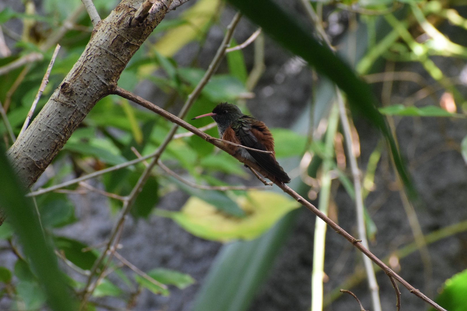 Amazilia hummingbird