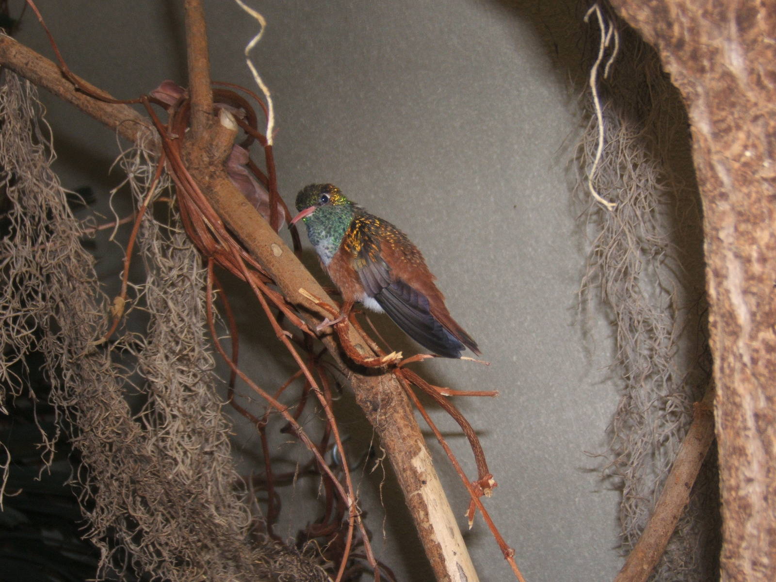 Amazilla Hummingbird (Amazillia amazillia)