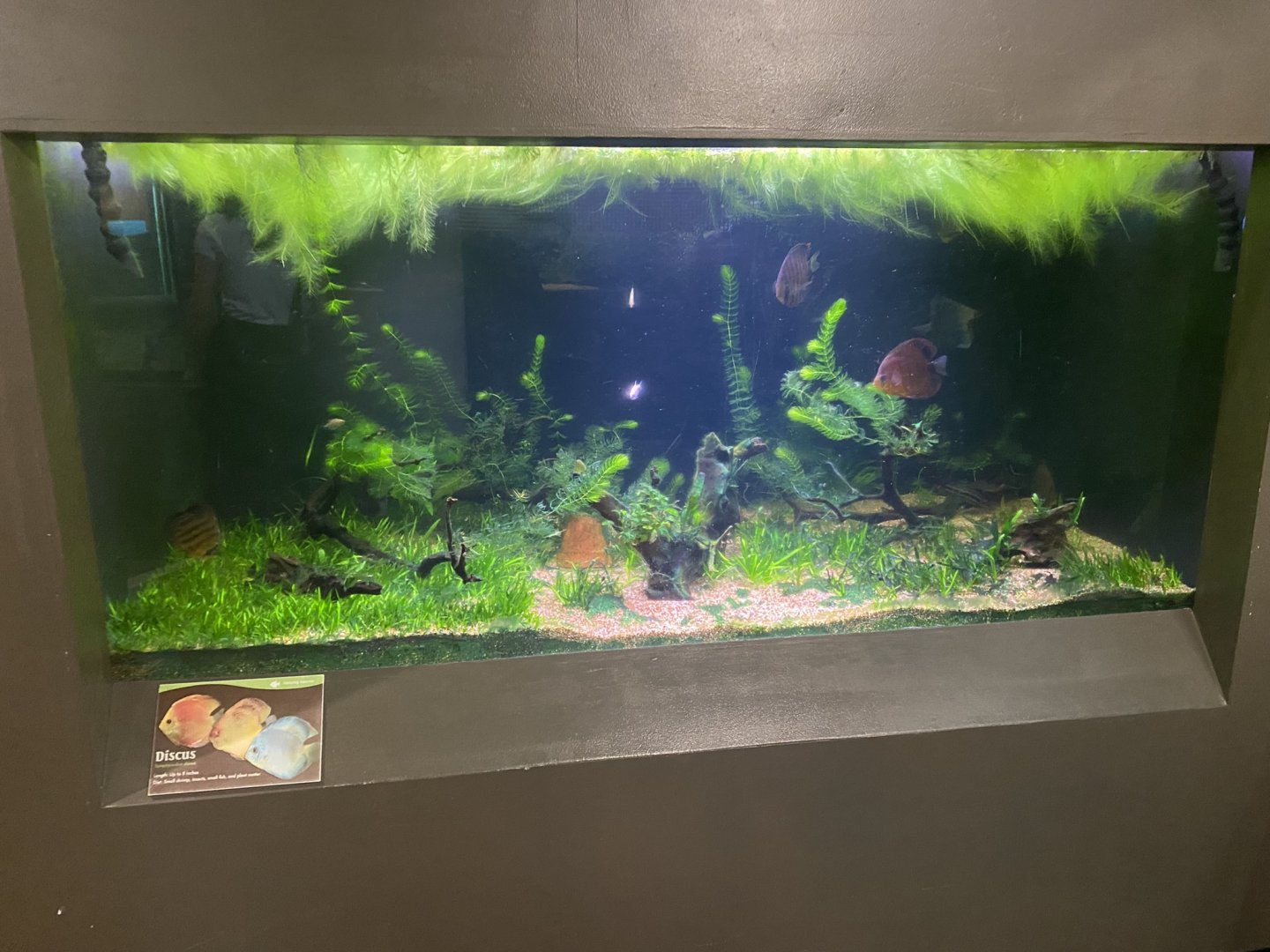 Amazing Amazon — Discus/Banded Leopornis Tank
