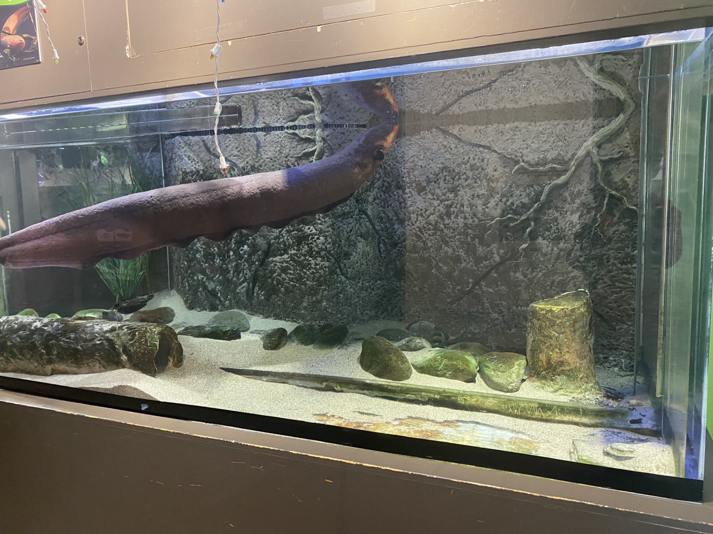 Amazing Amazon - Electric Eel Tank