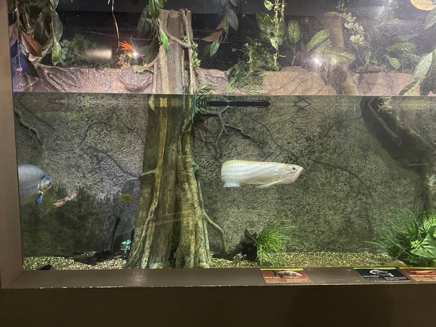 Amazing Amazon - Flooded Forest Tank