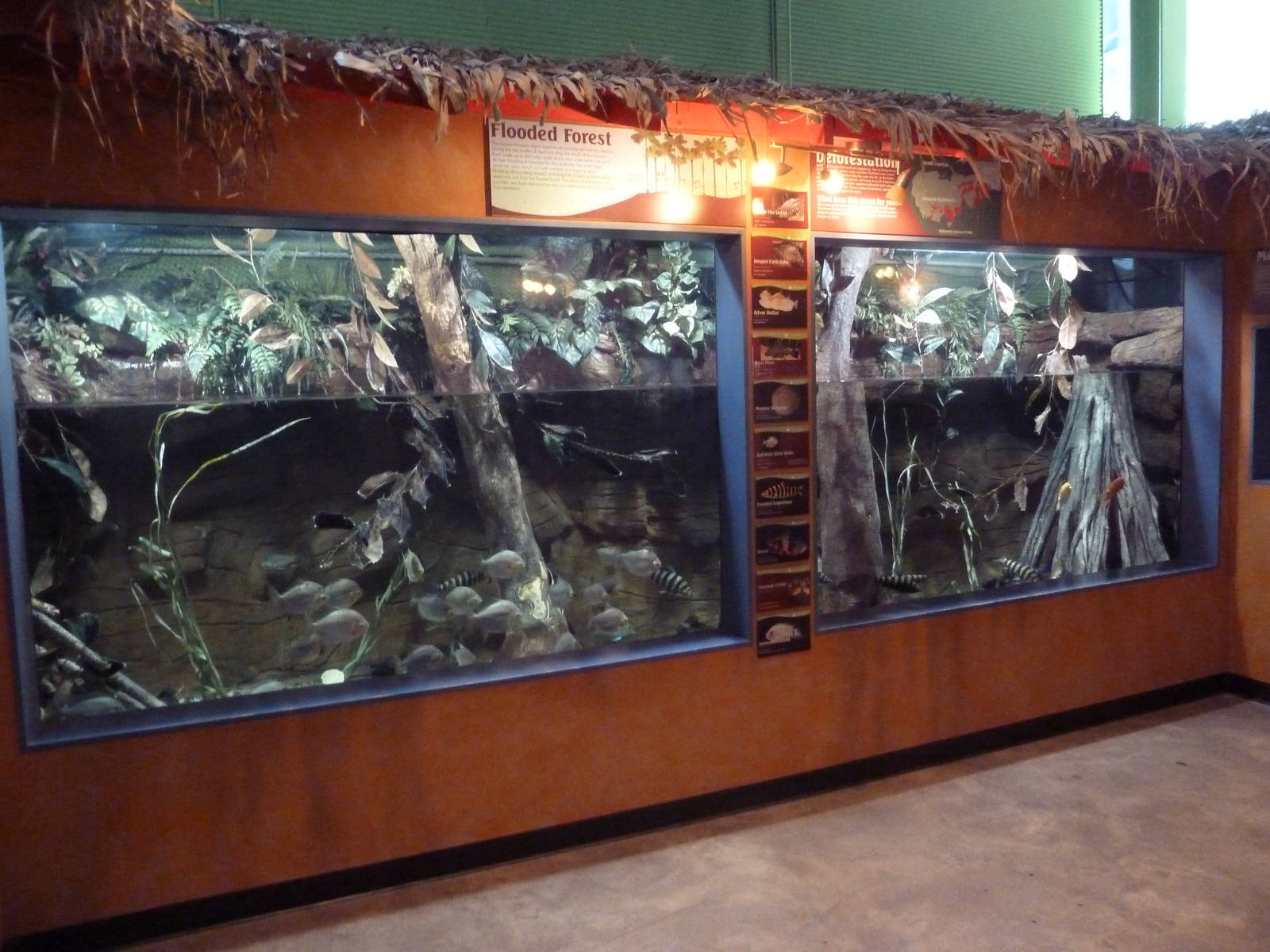 Amazing Amazon Gallery - Flooded Forest Exhibit