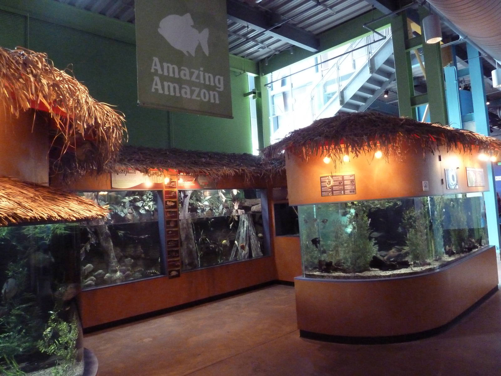 Amazing Amazon Gallery