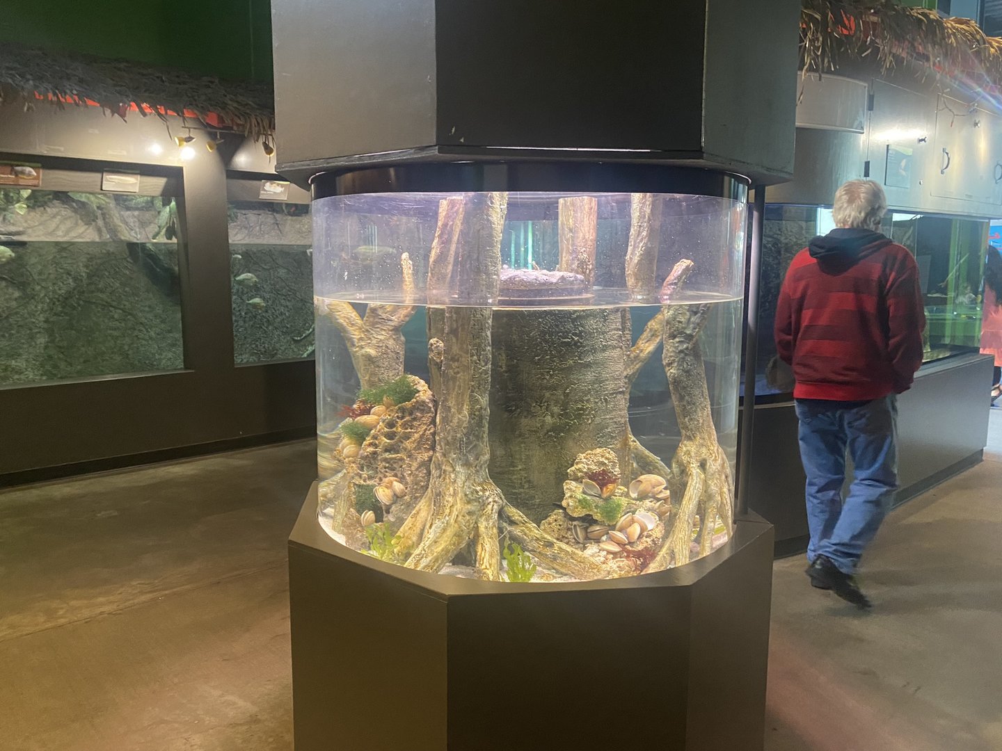 Amazing Amazon - Largescale Four-Eyed Fish/Striped Hermit Crab Tank