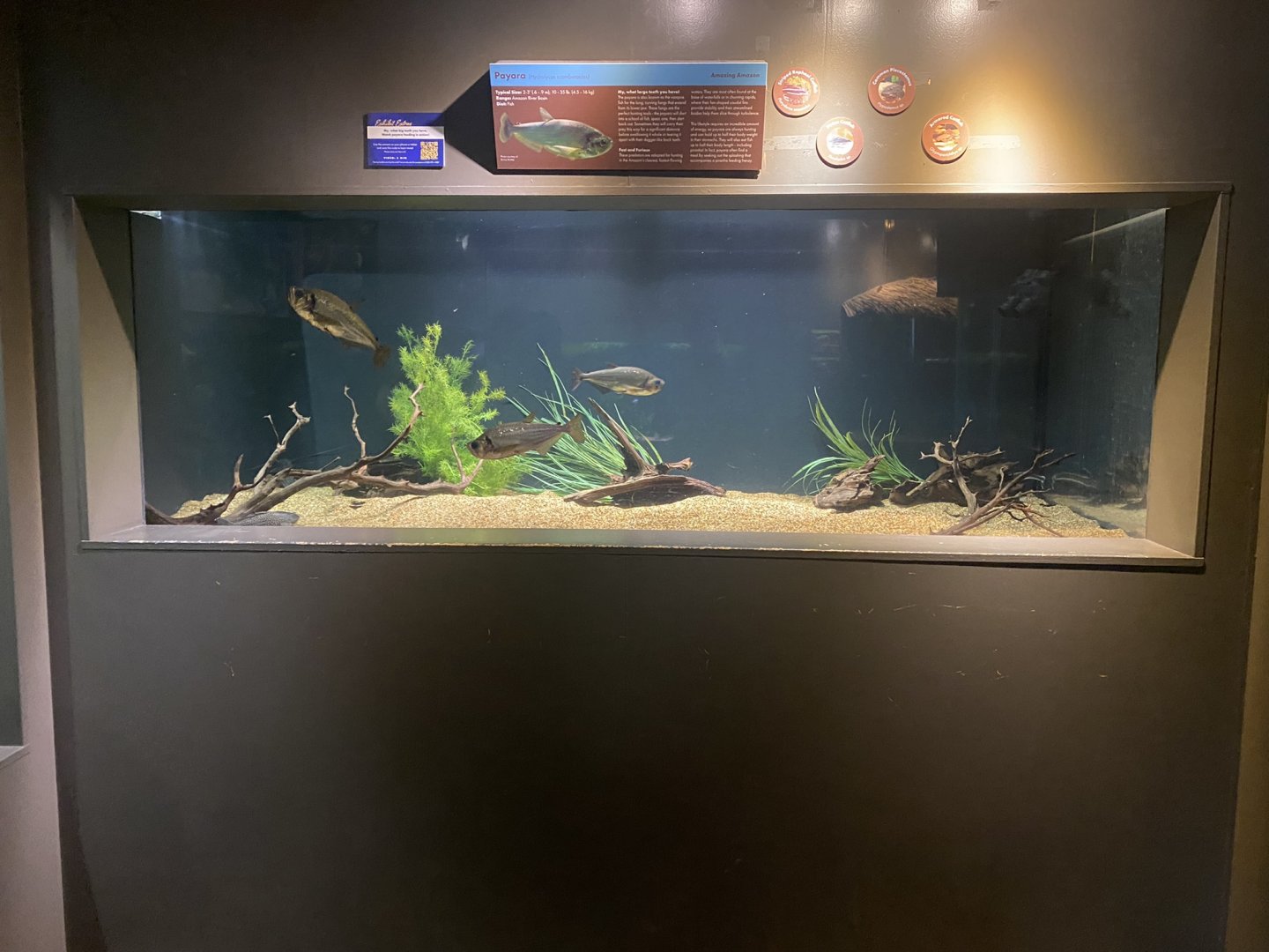Amazing Amazon - Payara/Suckermouth(?) Catfish Tank