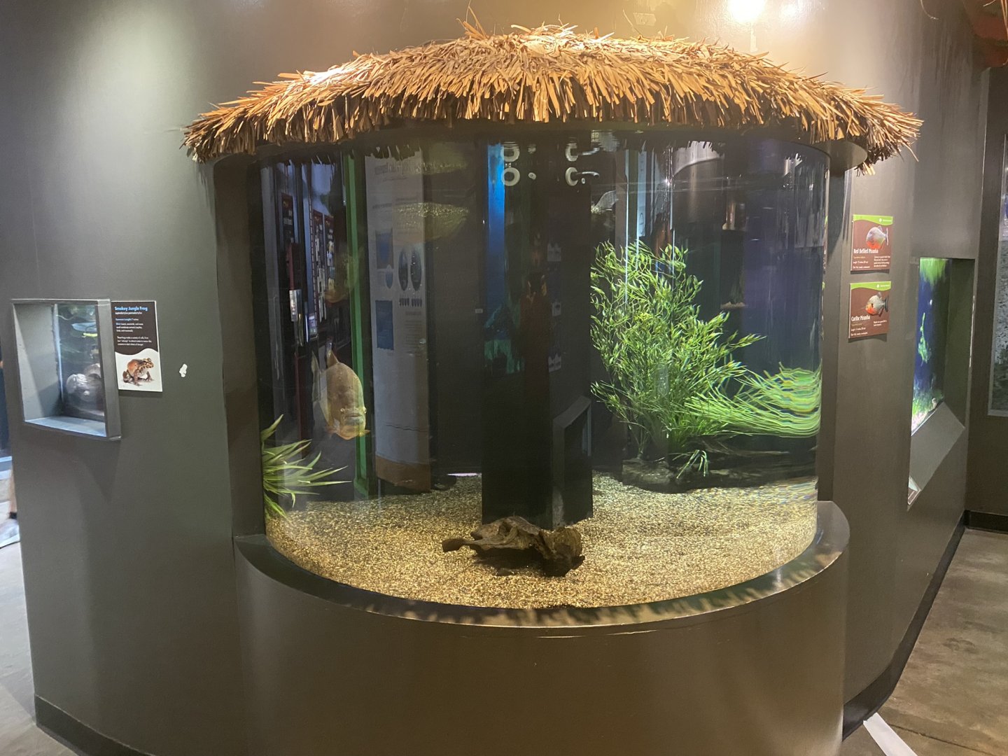 Amazing Amazon - Red-Bellied Piranha/ Caribe Piranha Tank