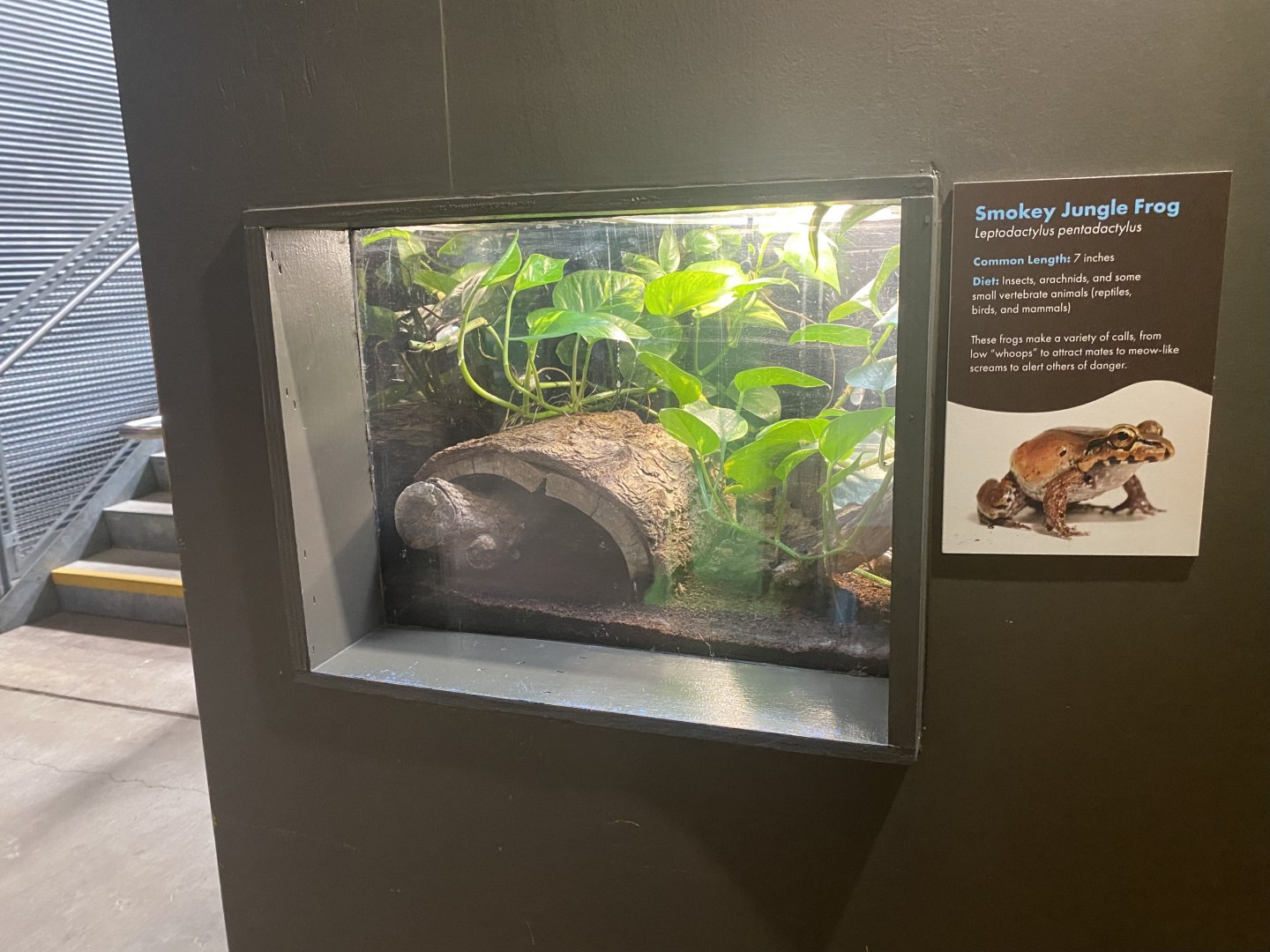 Amazing Amazon - Smokey Jungle Frog Terrarium