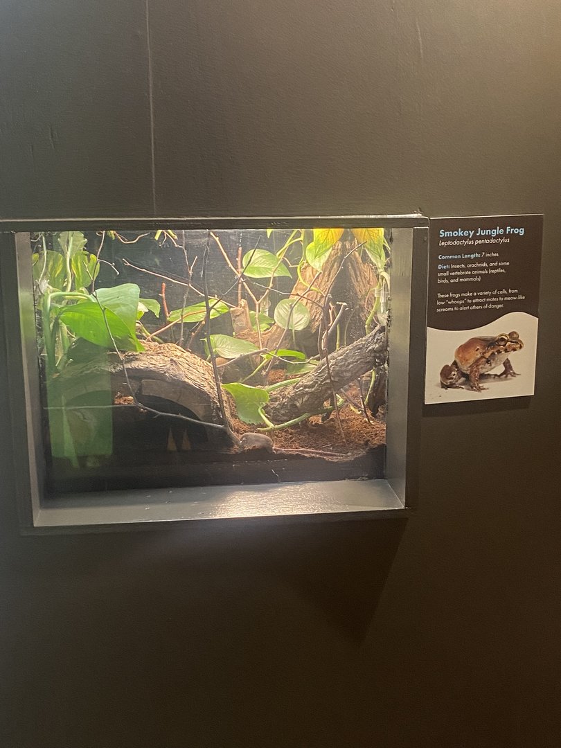 Amazing Amazon - Smokey Jungle Frog Terrarium