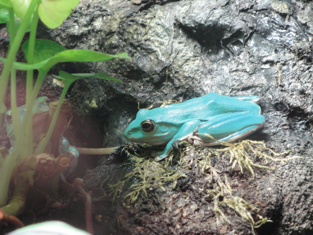 Amazing Amphibians - Chinese Gliding Frogs