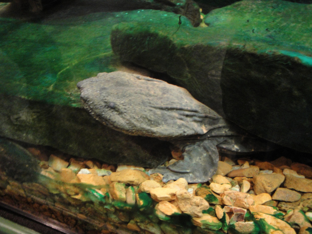 Amazing Amphibians - Eastern Hellbender
