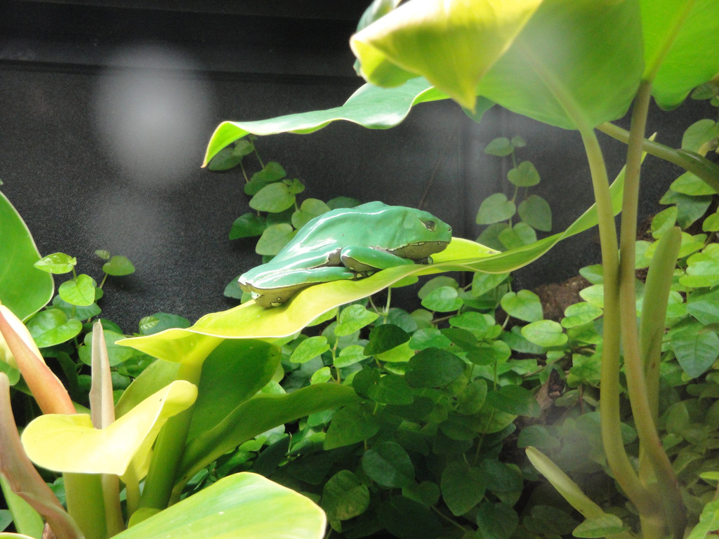 Amazing Amphibians - Giant Waxy Tree Frog