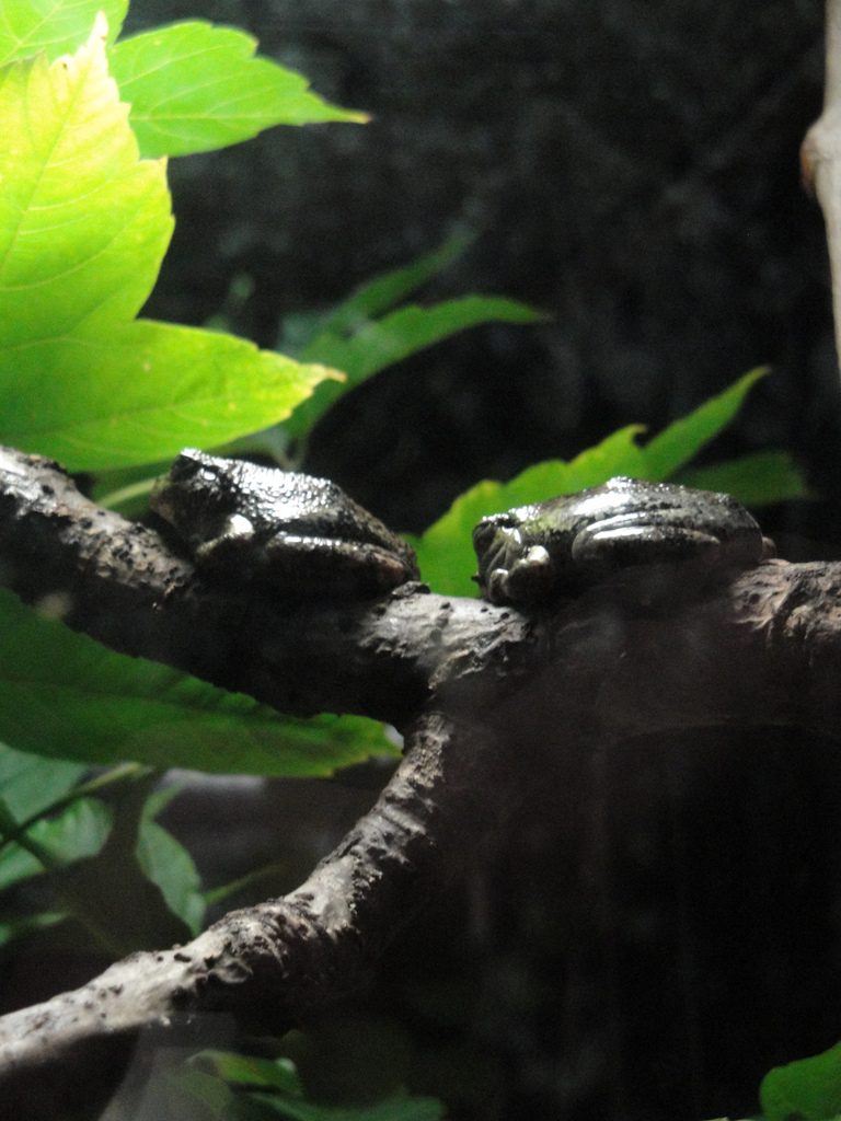 Amazing Amphibians - Grey Tree Frogs