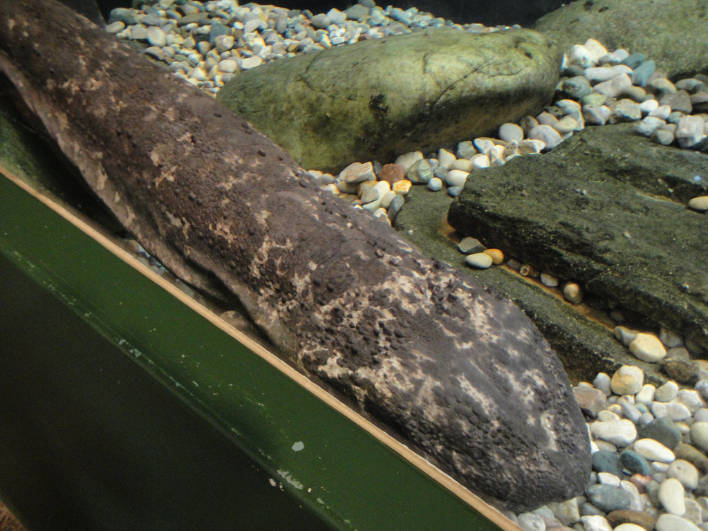 Amazing Amphibians - Japanese Giant Salamander