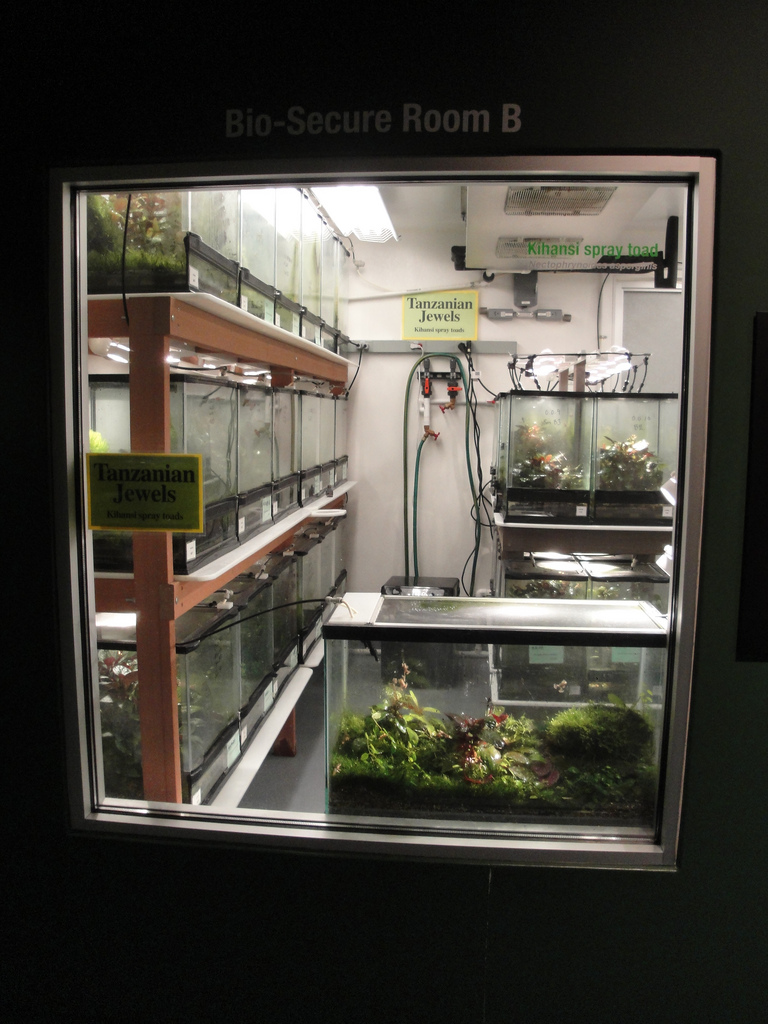 Amazing Amphibians - Kihansi Spray Toad Breeding Facility