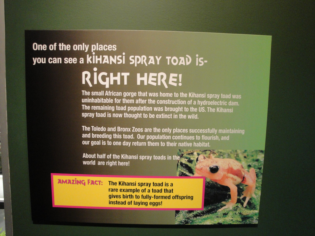 Amazing Amphibians - Kihansi Spray Toad Graphic