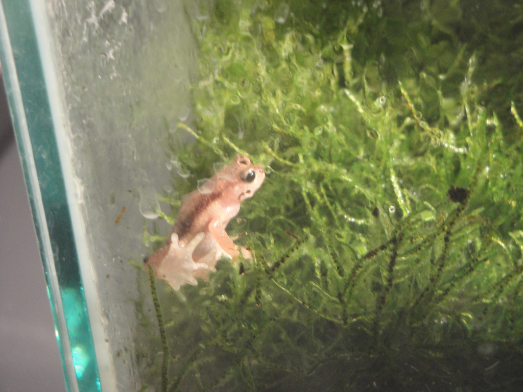 Amazing Amphibians - Kihansi Spray Toad