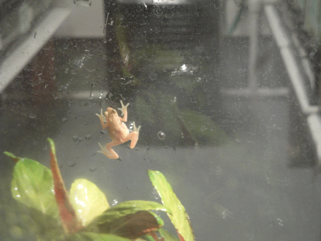 Amazing Amphibians - Kihansi Spray Toad