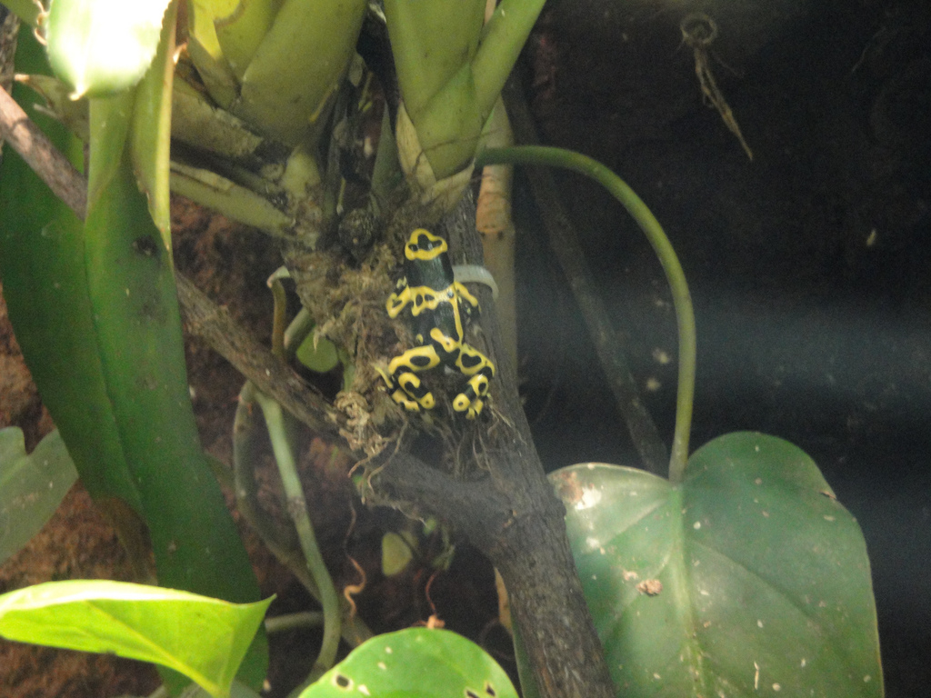 Amazing Amphibians - Yellow-banded Poison Dart Frog