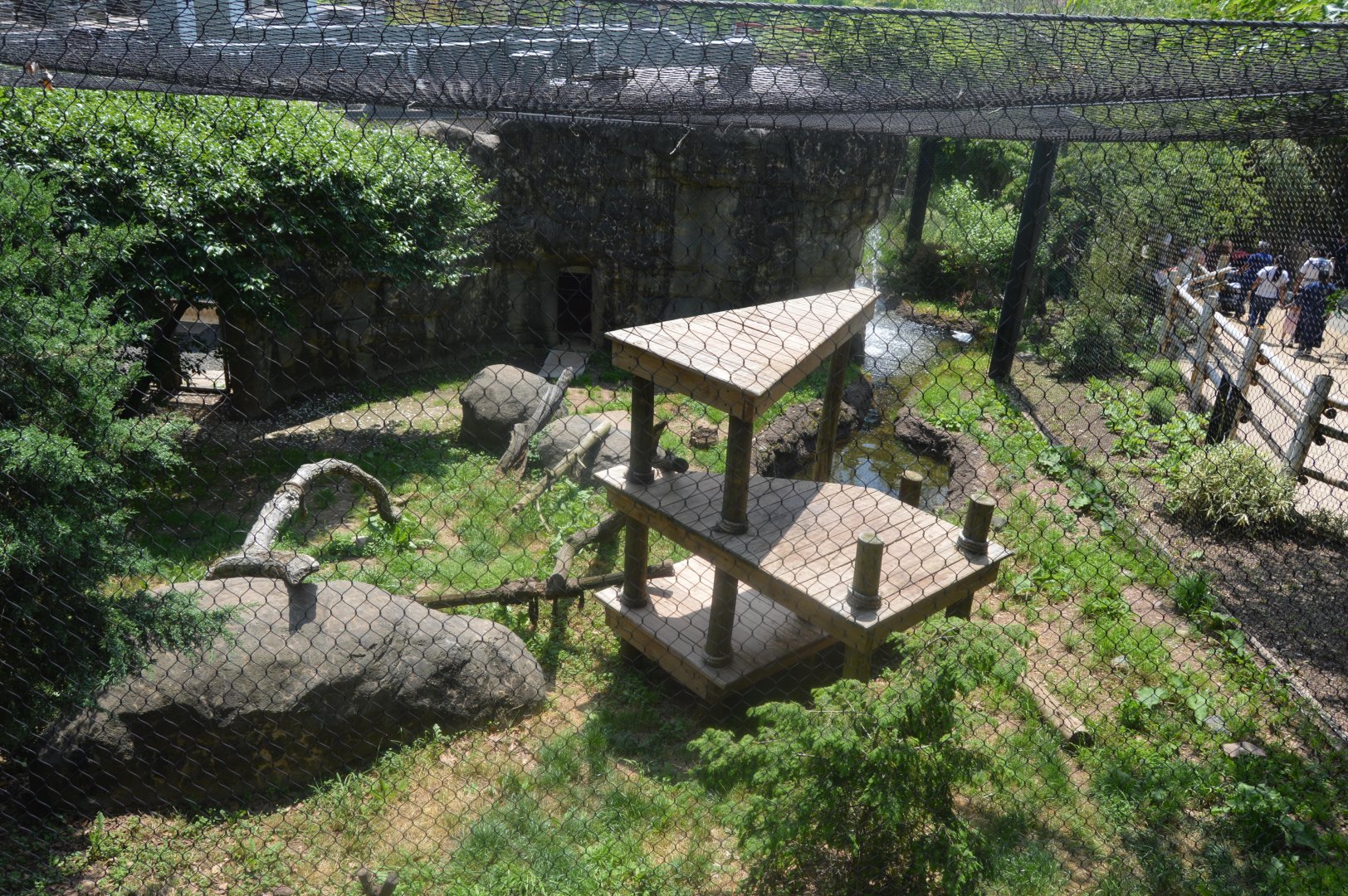Amazing Asia - Amur Leopard (Panthera pardus orientalis) Exhibit