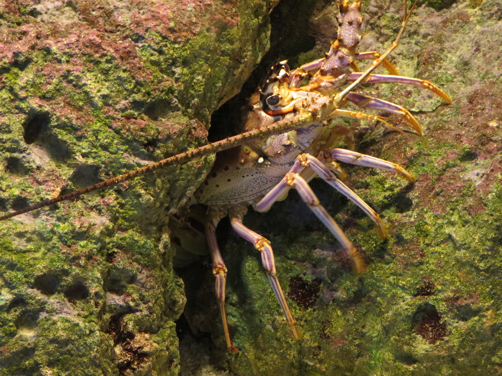 Amazing Invertebrates - Caribbean Spiny Lobster Exhibit