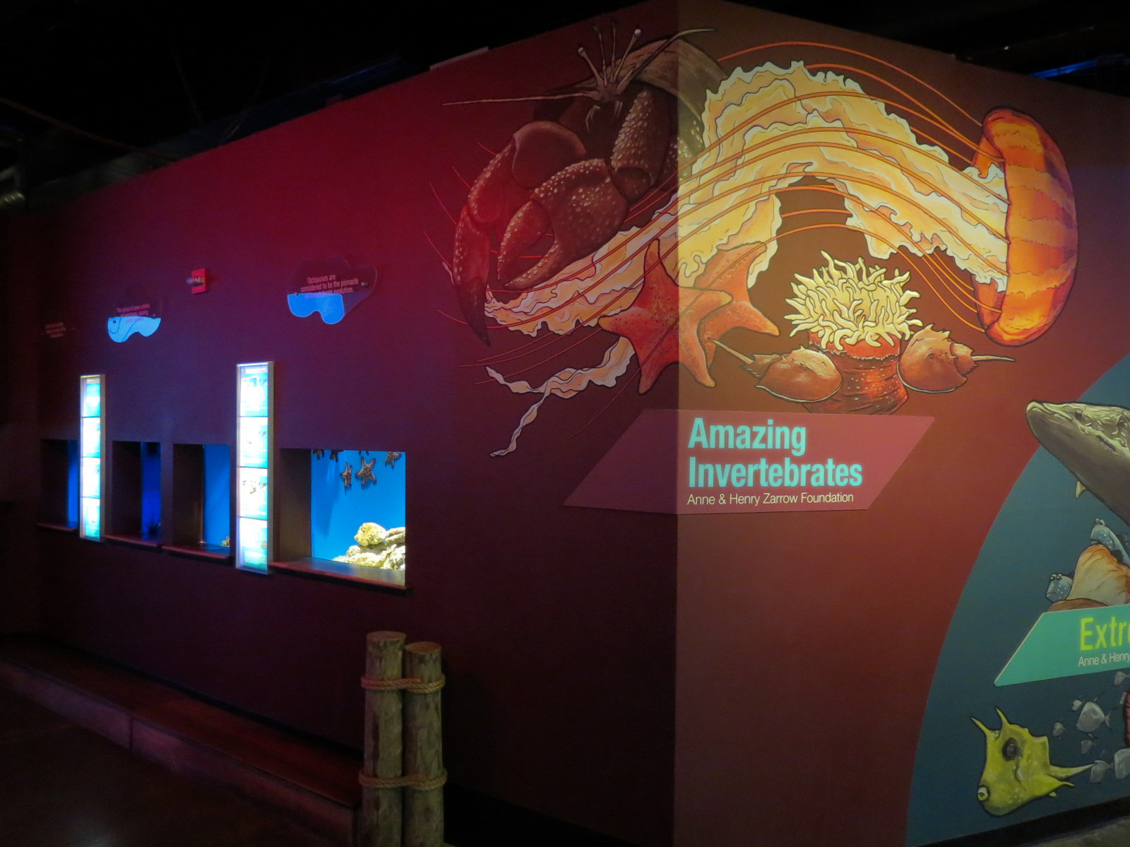 Amazing Invertebrates - Exhibits