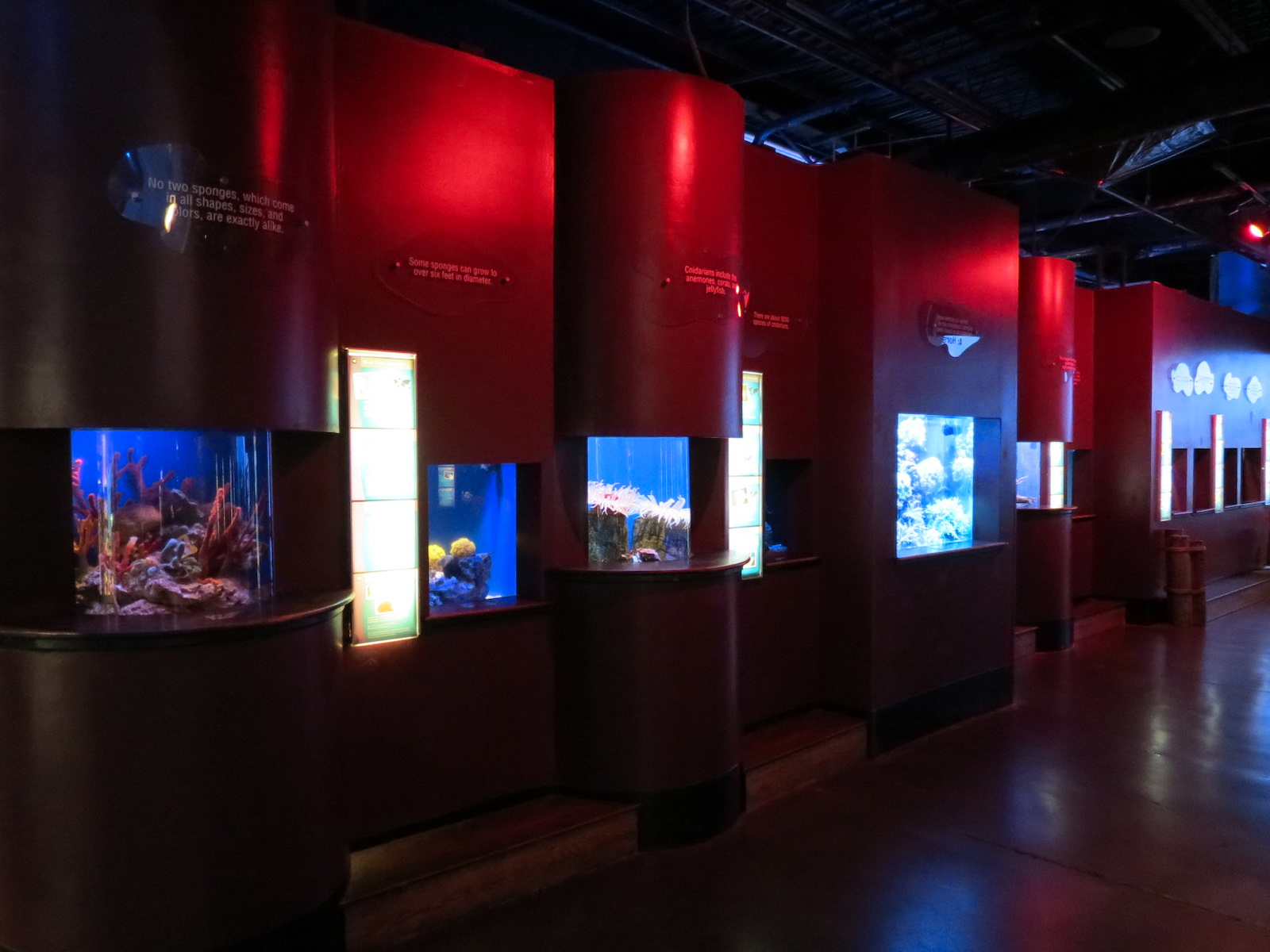 Amazing Invertebrates - Exhibits