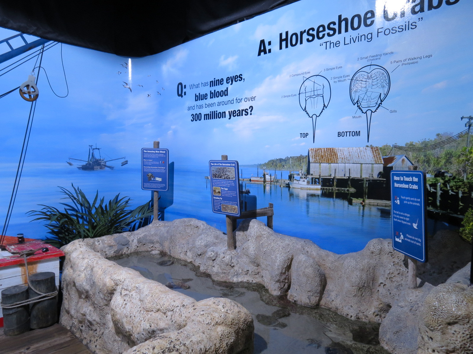 Amazing Invertebrates - Horseshoe Crab Touchtank Exhibit