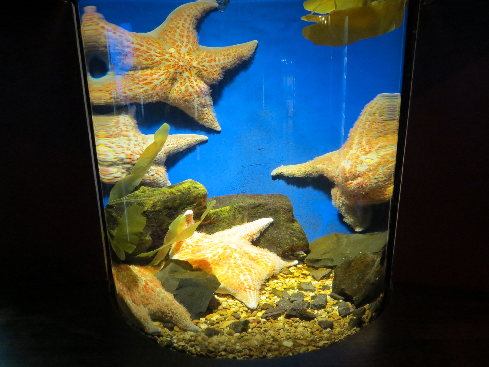 Amazing Invertebrates - Leather Star Exhibit