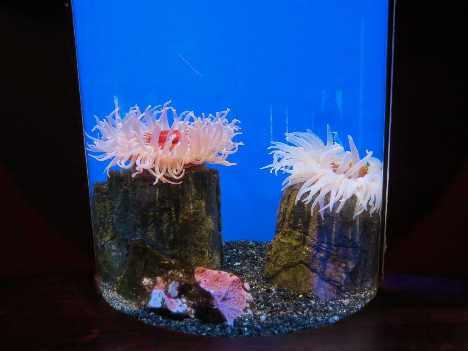 Amazing Invertebrates - Sandrose Anemone Exhibit