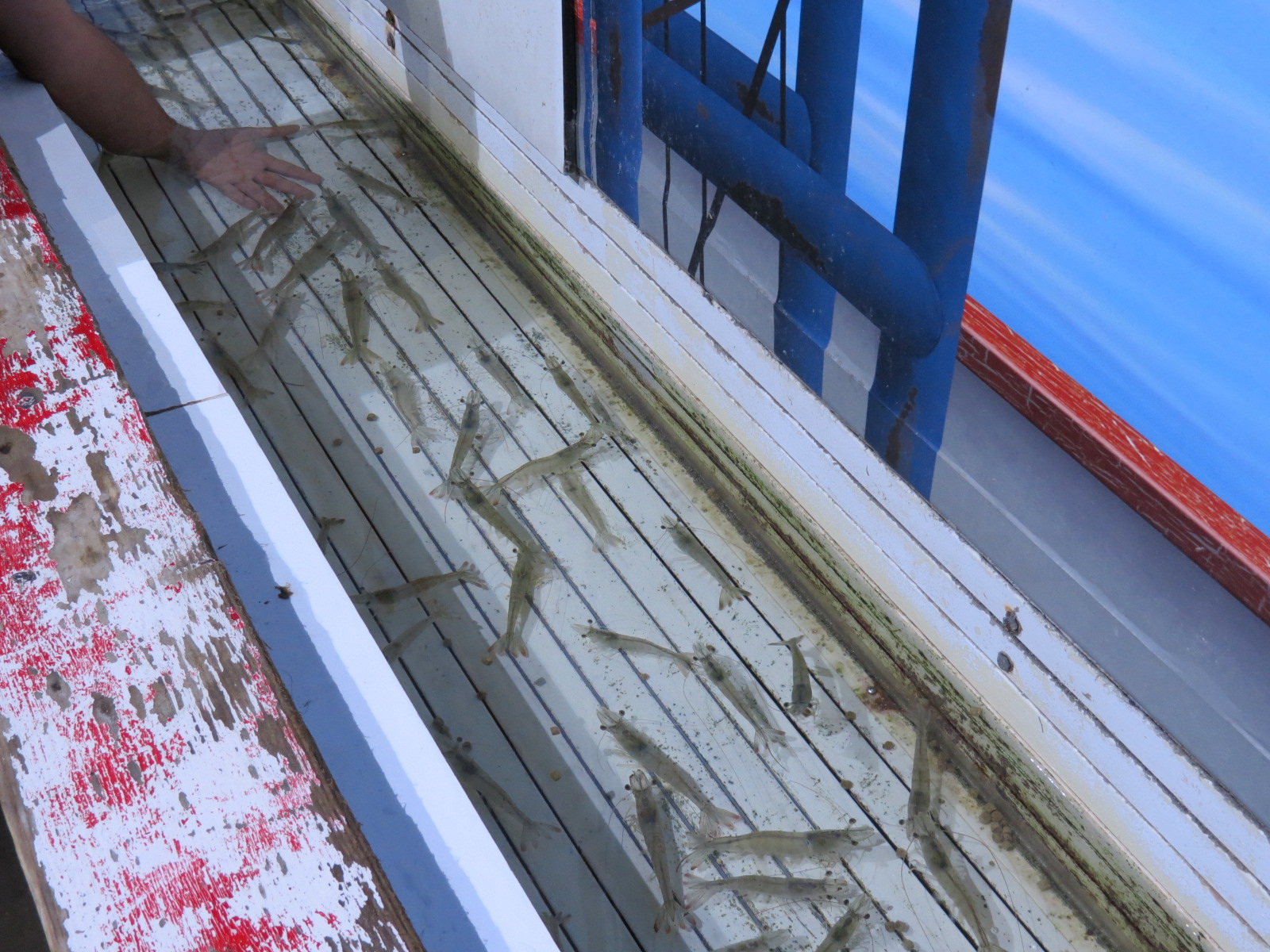 Amazing Invertebrates - Shrimp Touchtank Exhibit