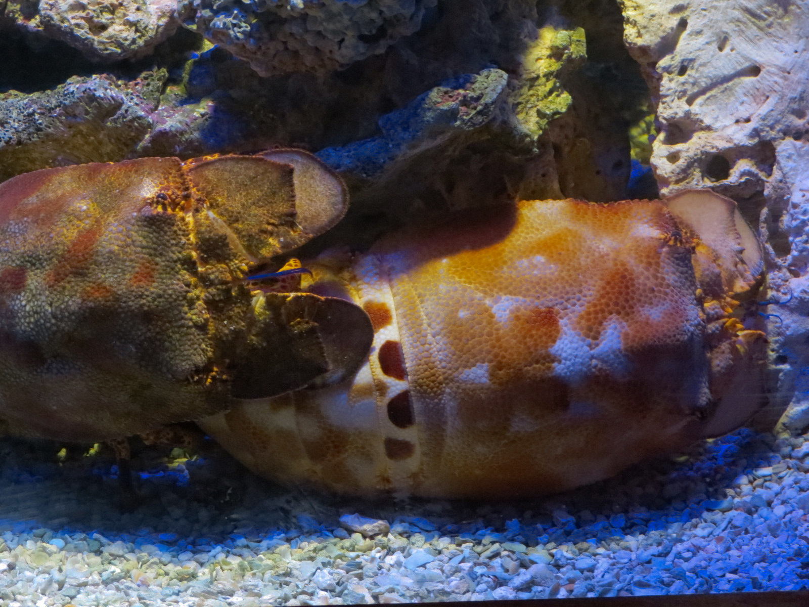 Amazing Invertebrates - Slipper Lobster Exhibit