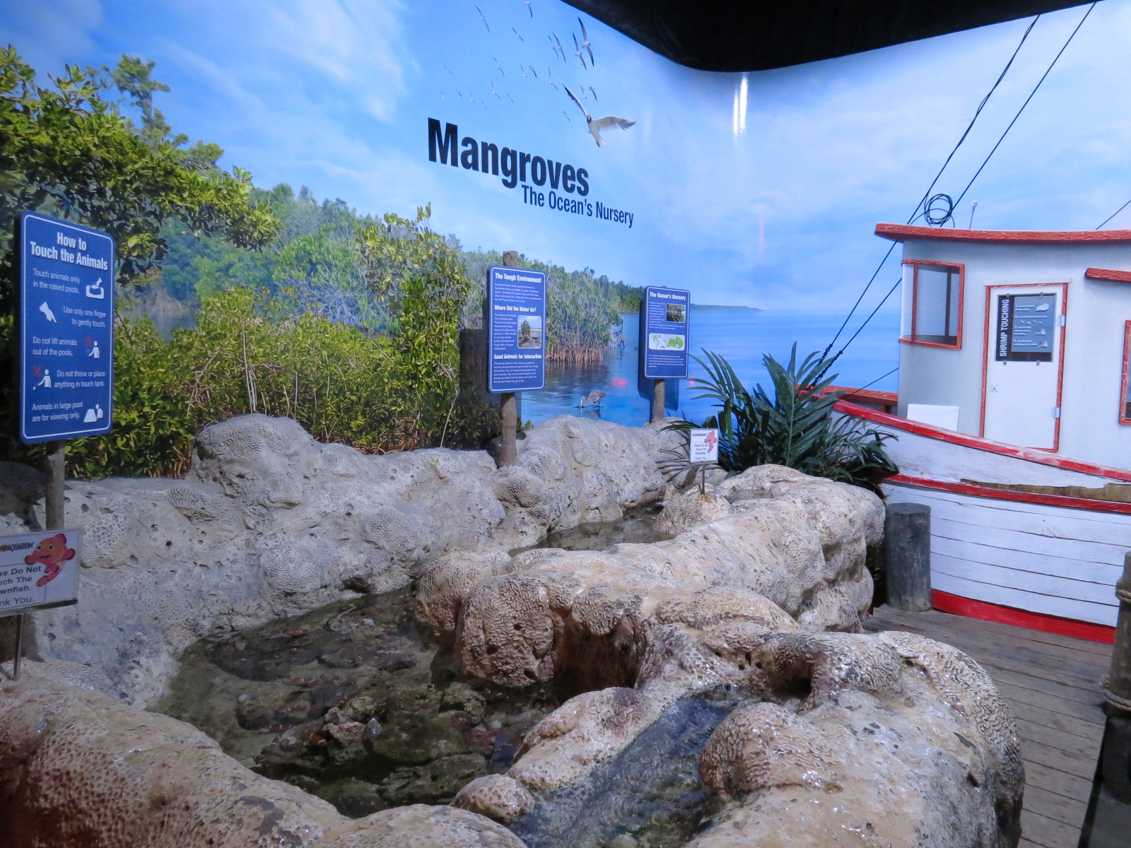 Amazing Invertebrates - Touchtank Exhibit