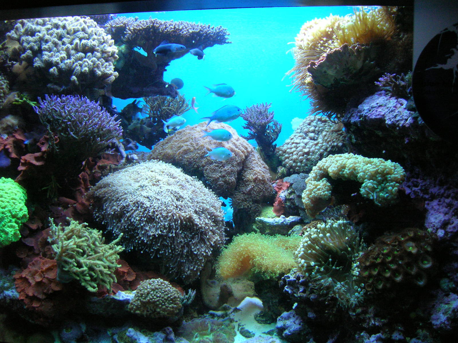 Amazing Jellies Exhibit